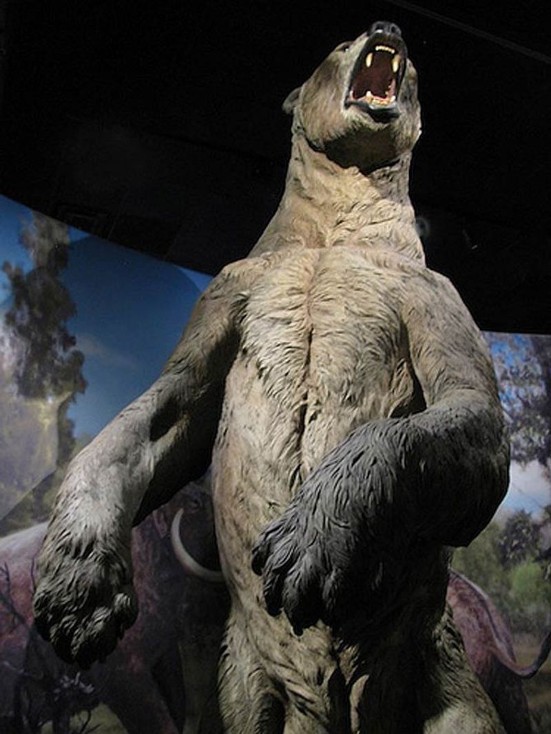 Short-Faced Bear
