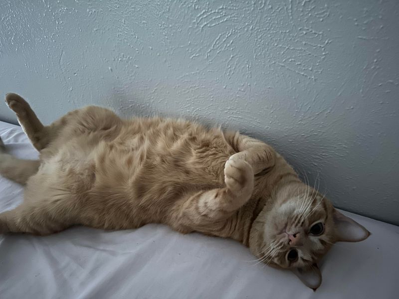 Showing Their Belly