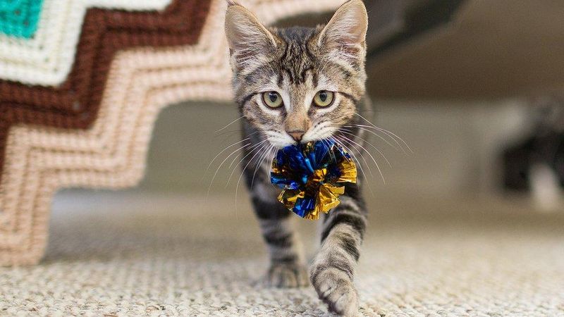 Showing You Her Toys