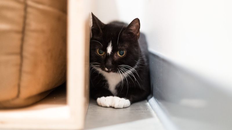 Shy Cat