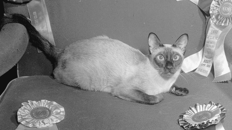 Siamese