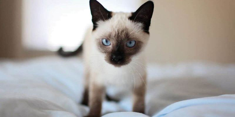 Siamese