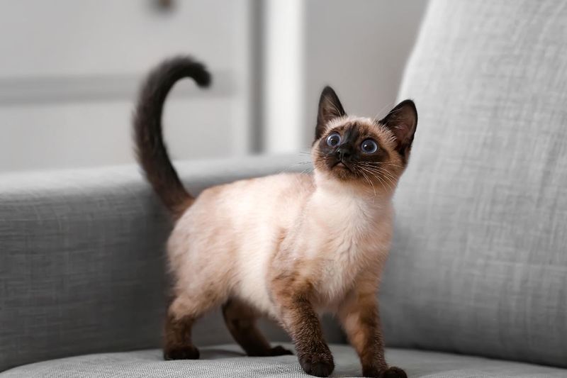 Siamese