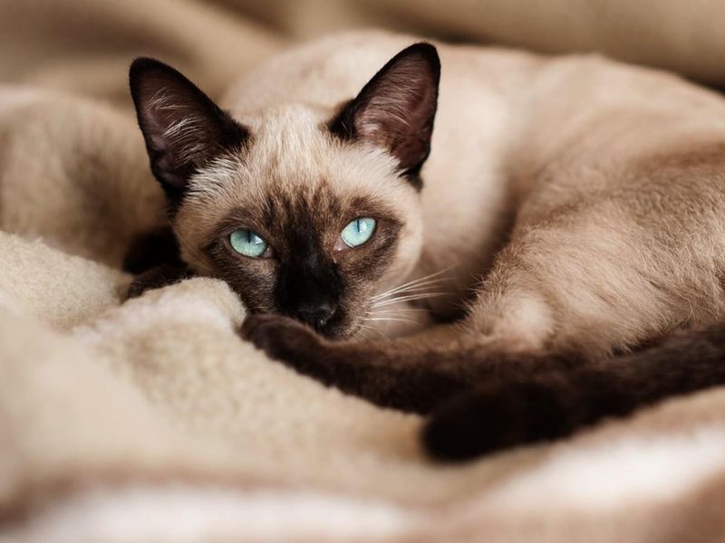 Siamese