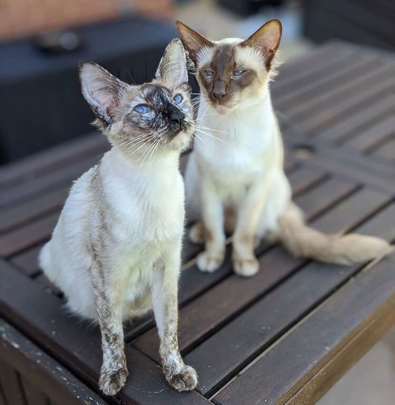 Siamese
