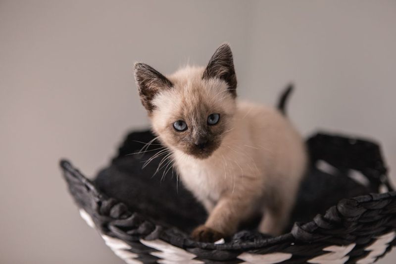 Siamese