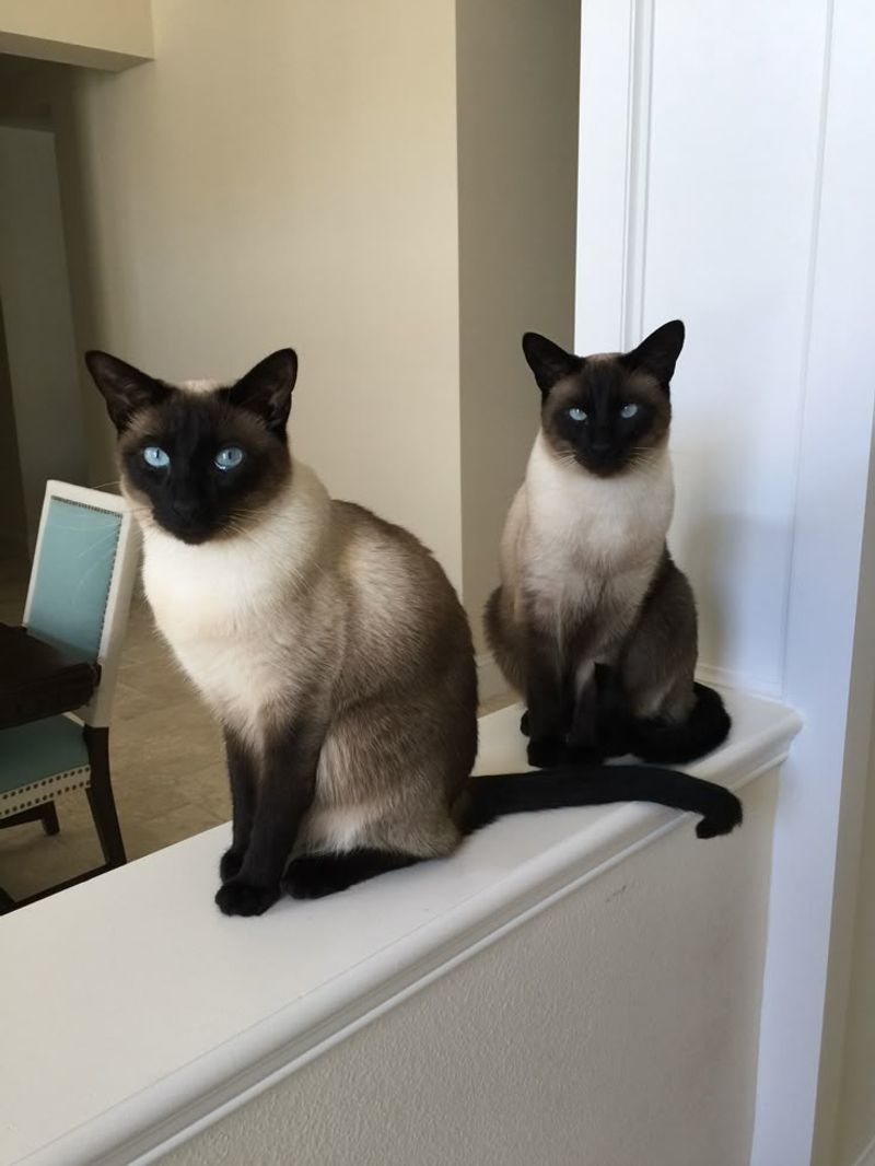 Siamese
