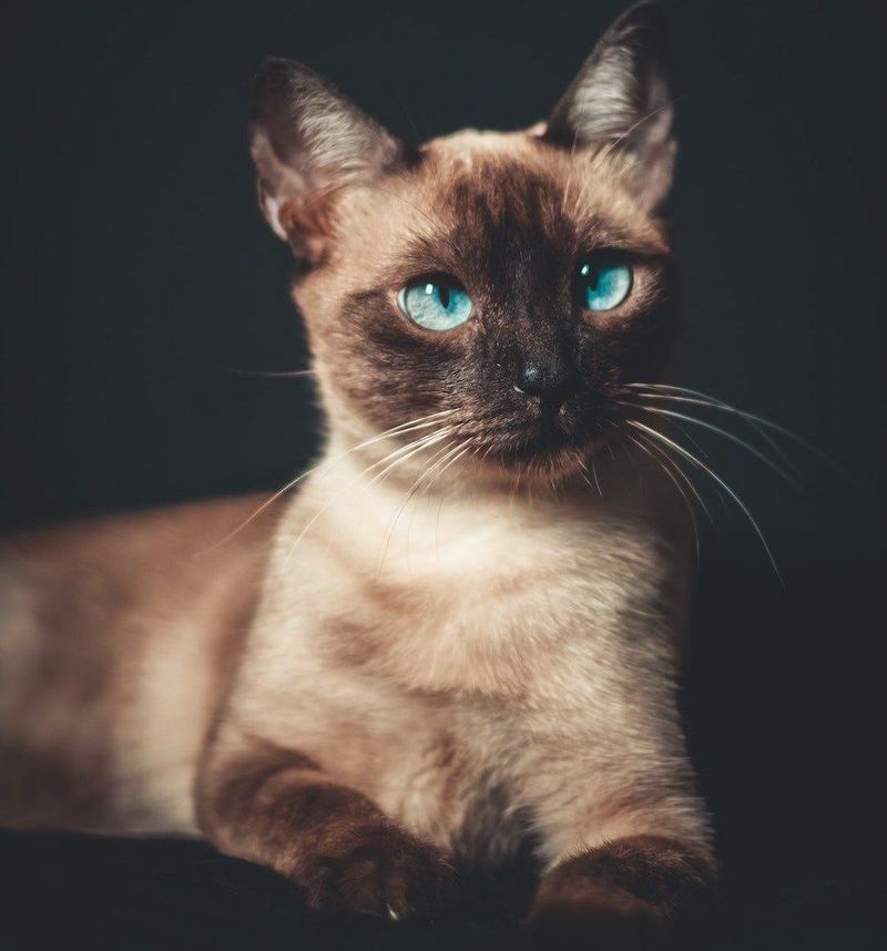 Siamese