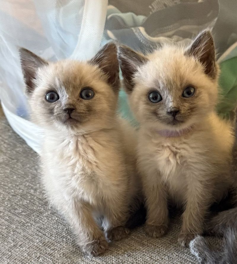 Siamese