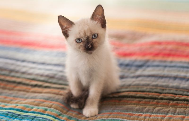 Siamese