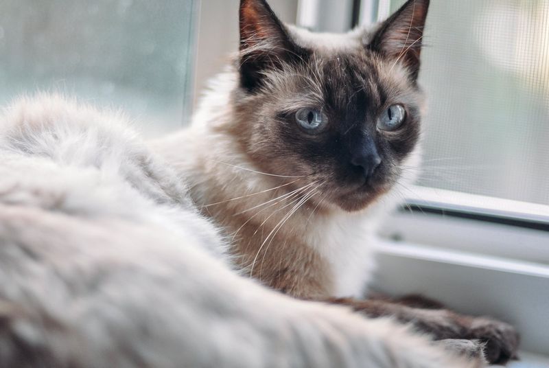Siamese