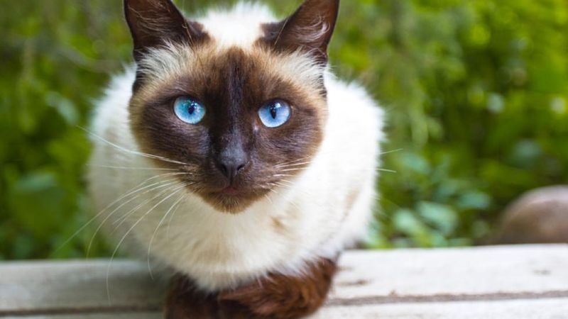 Siamese