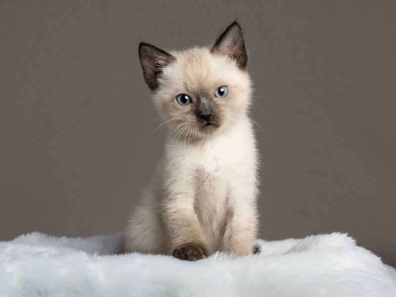 Siamese