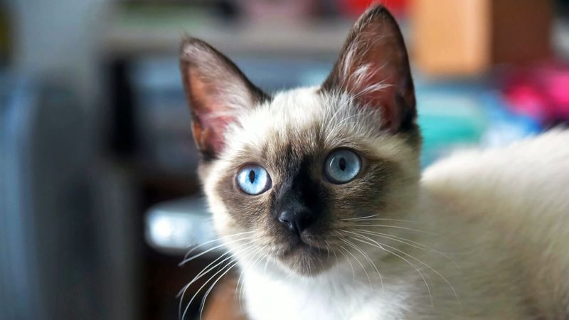 Siamese