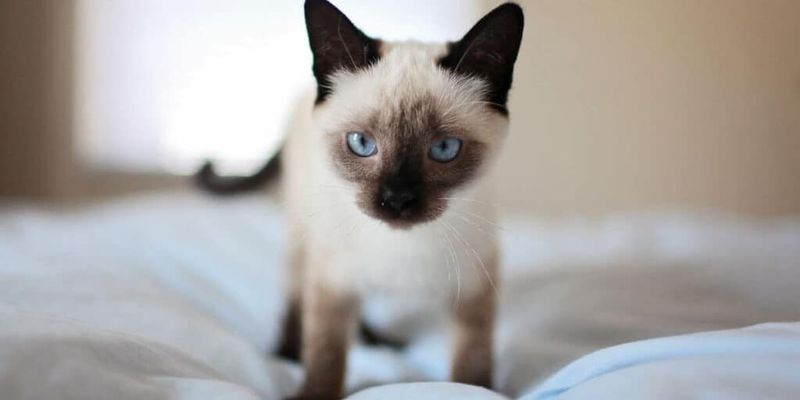 Siamese