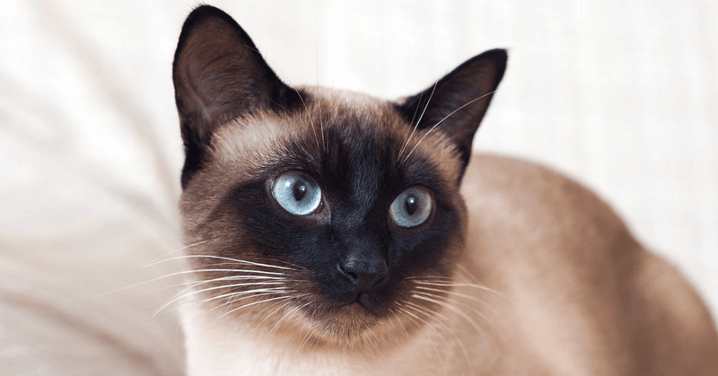 Siamese