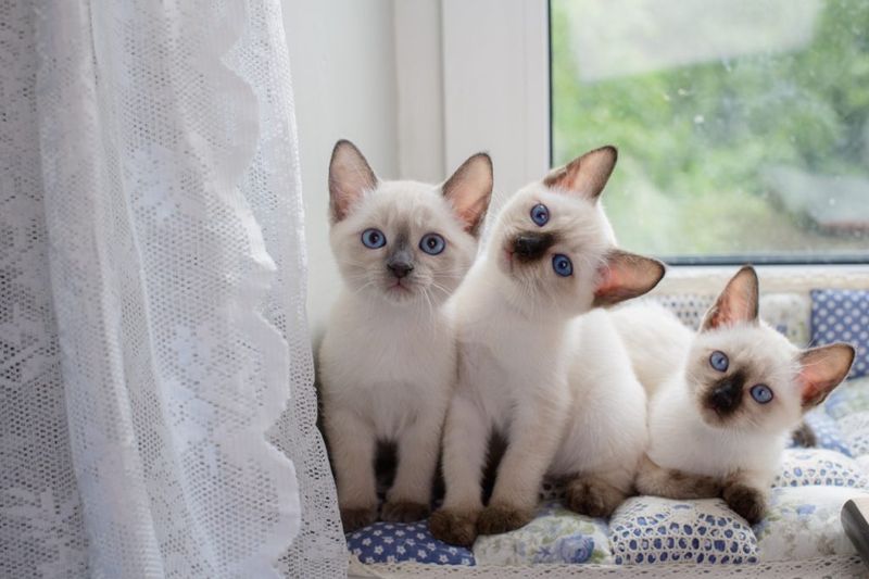 Siamese