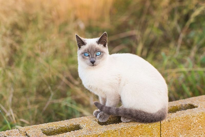 Siamese