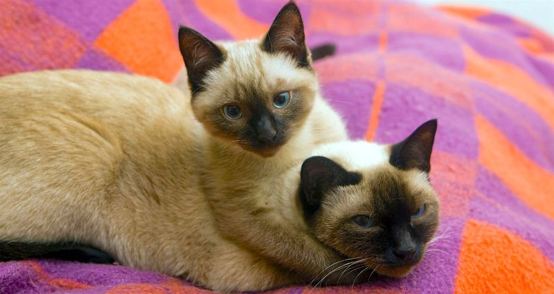 Siamese