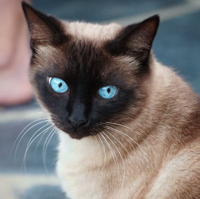 Siamese