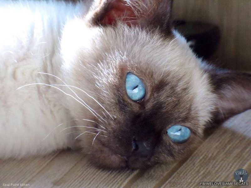Siamese