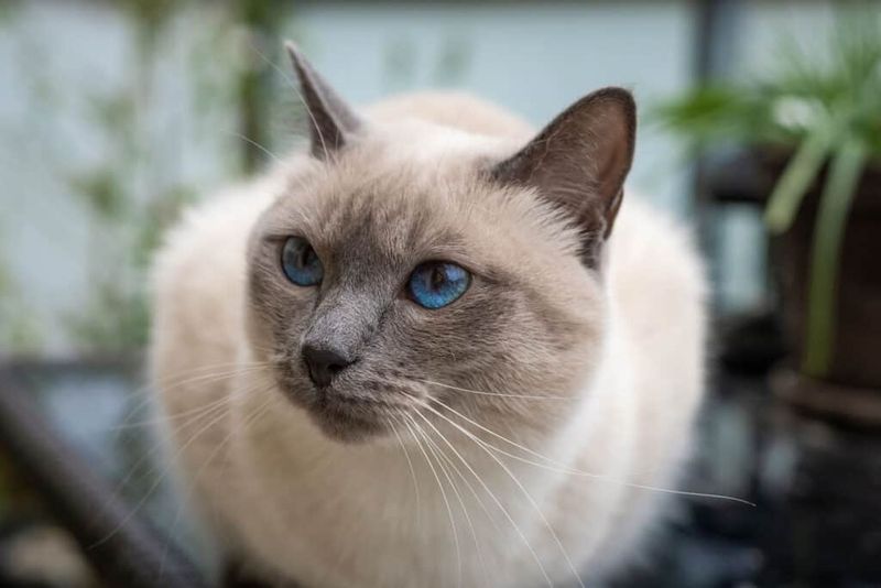 Siamese