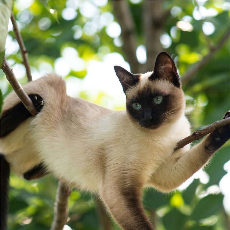 Siamese