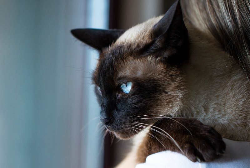 Siamese