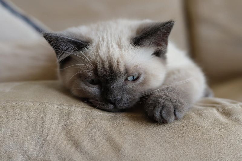 Siamese