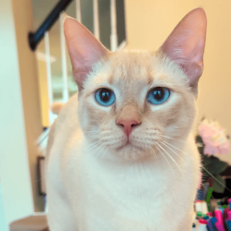 Siamese