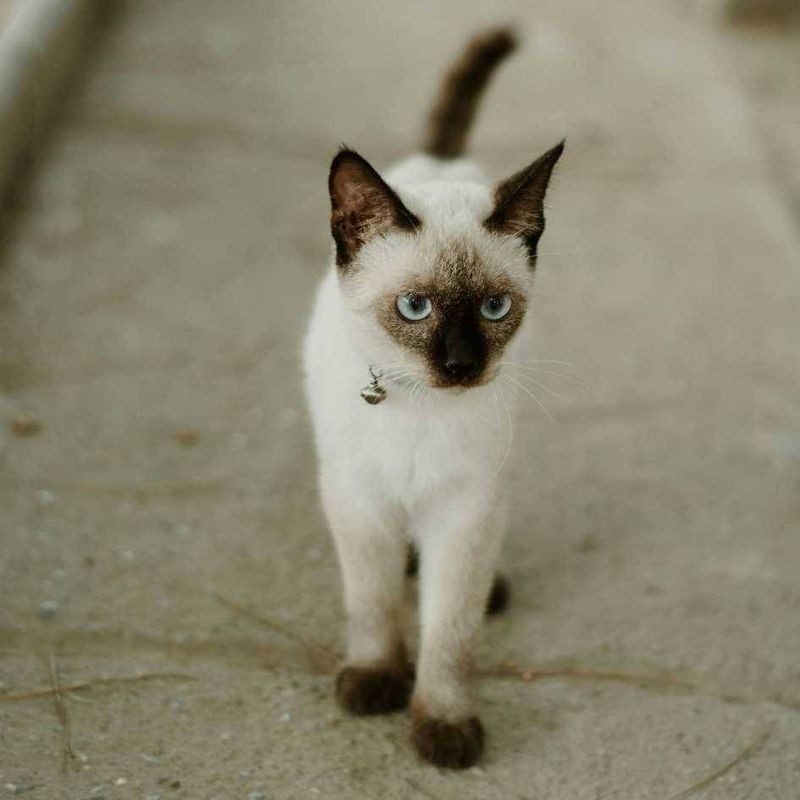 Siamese