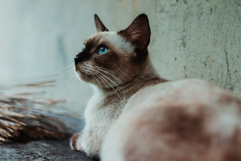 Siamese
