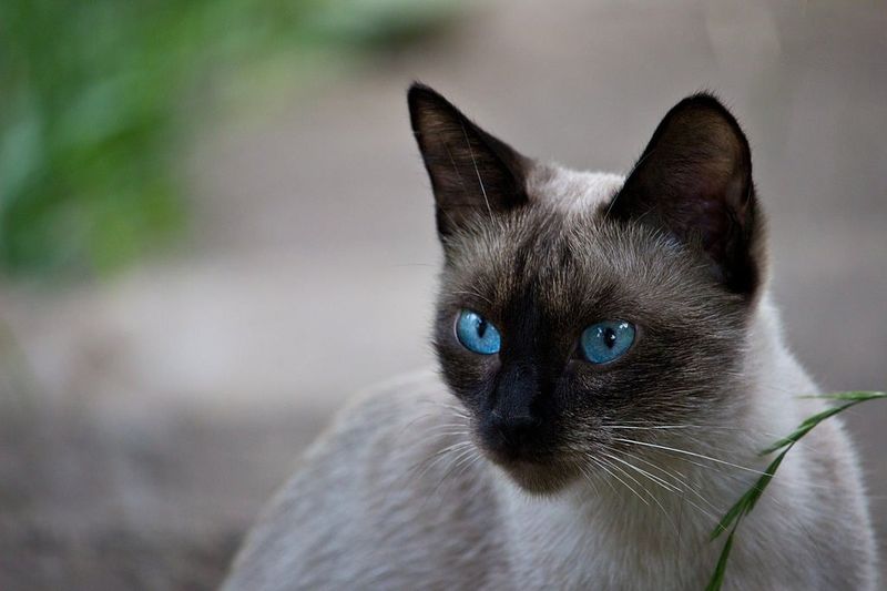 Siamese Cat