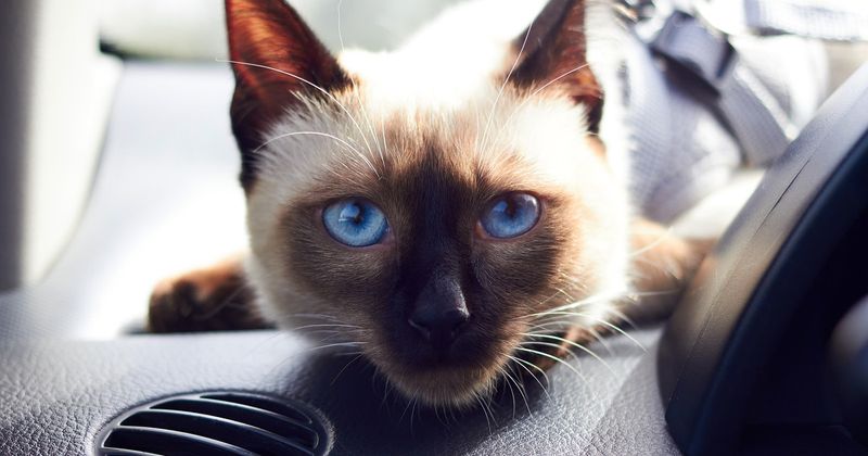 Siamese