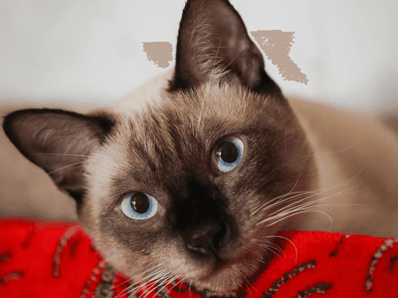 Siamese