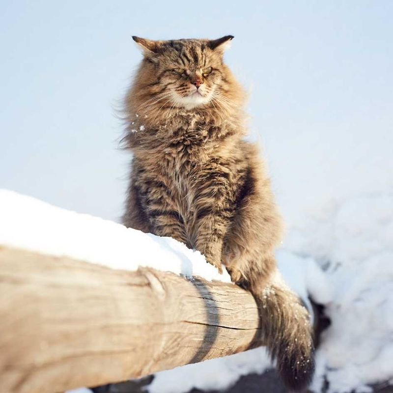 Siberian