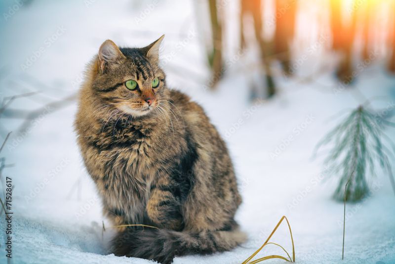 Siberian