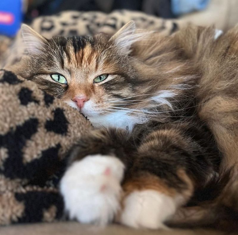 Siberian