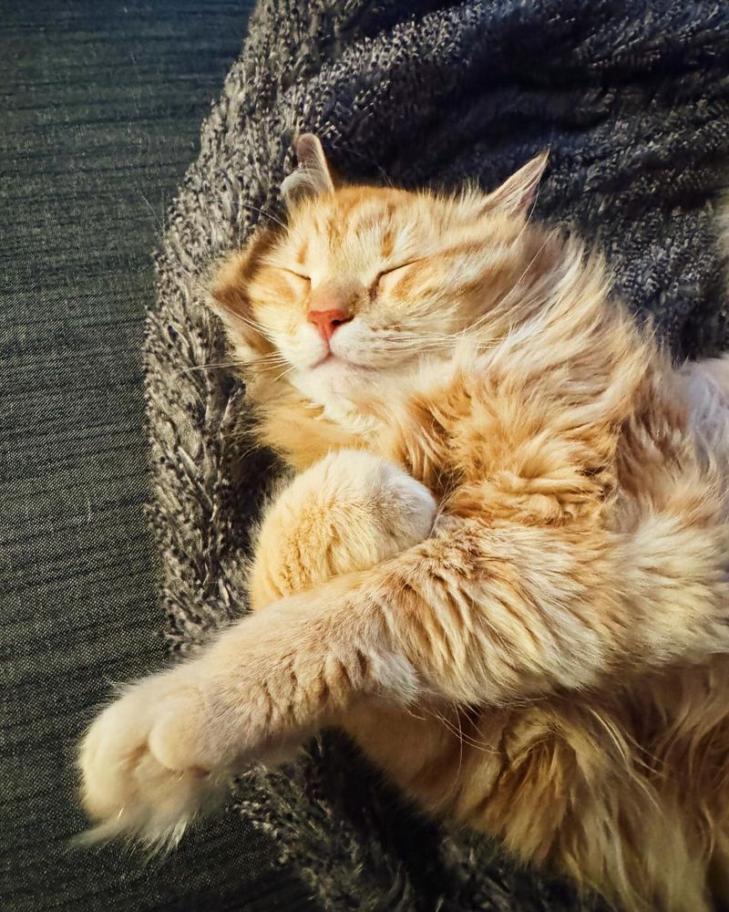 Siberian