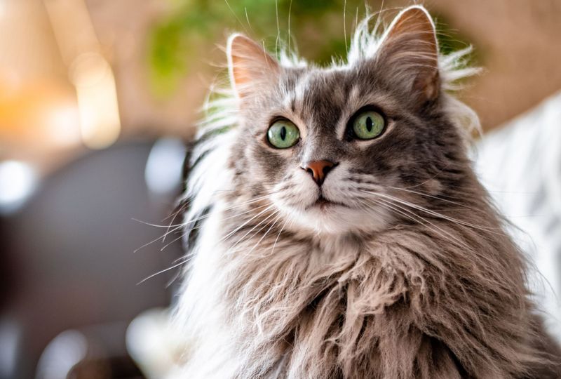 Siberian