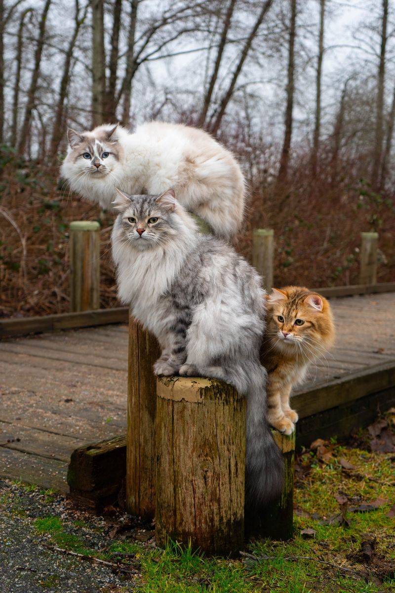 Siberian