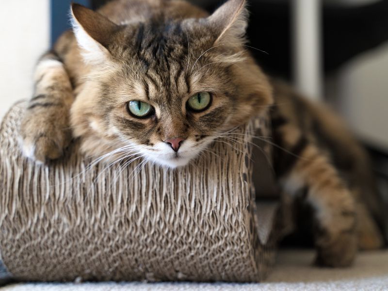 Siberian