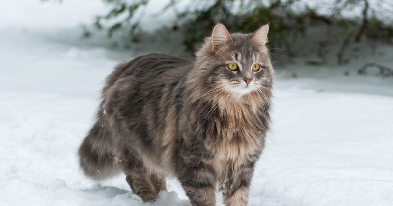 Siberian