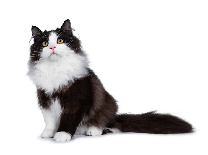 Siberian