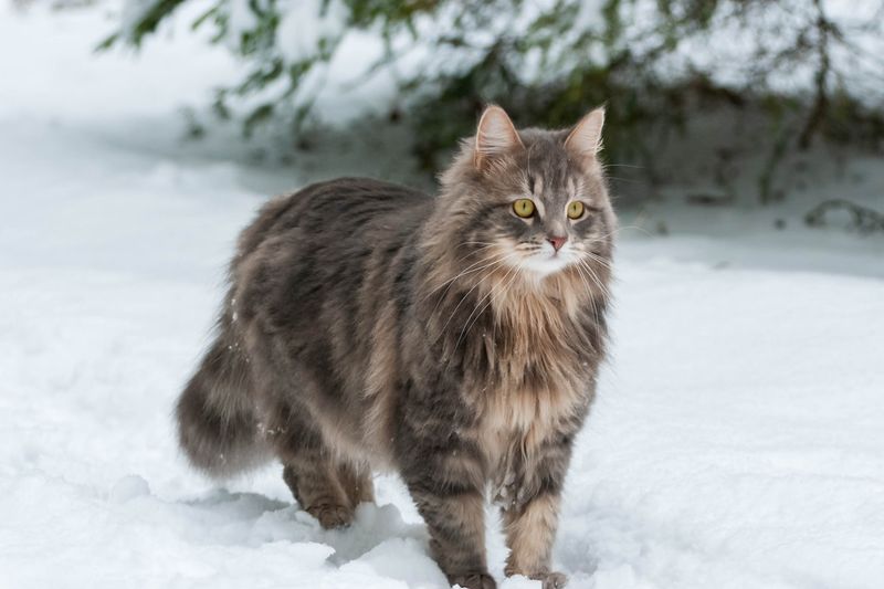 Siberian Cat