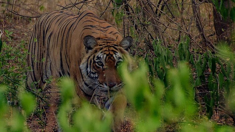 Siberian Tiger (Panthera tigris altaica)