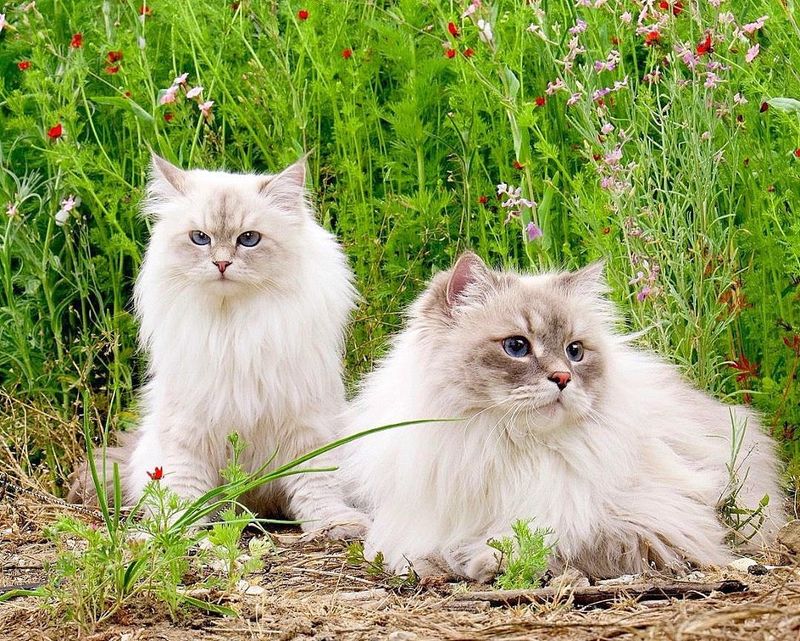 Siberian