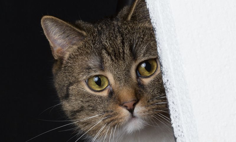 Signs of Anxiety in Cats