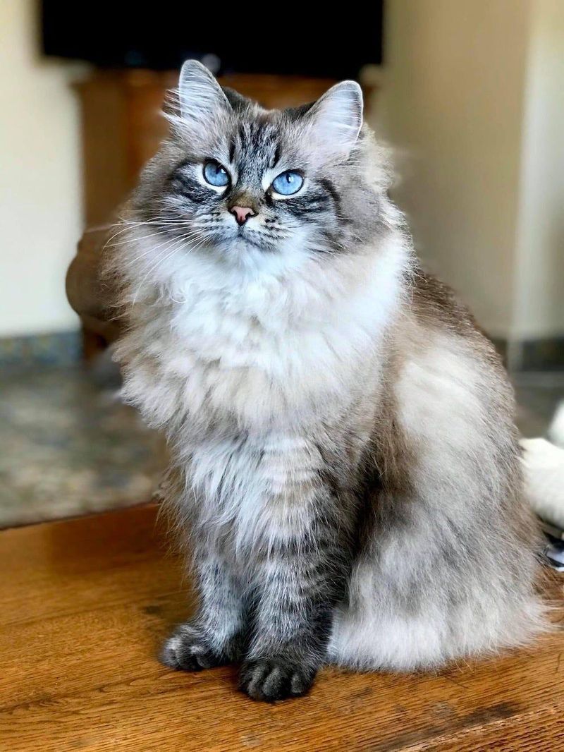 Silent Meows That Speak Volumes