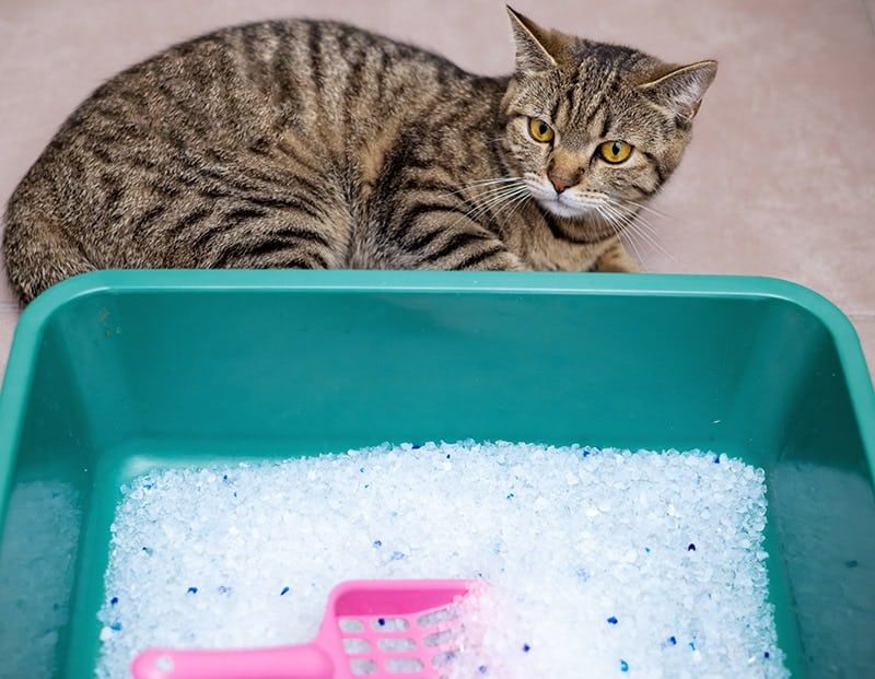 Silica Gel Litter: Long-Lasting Freshness